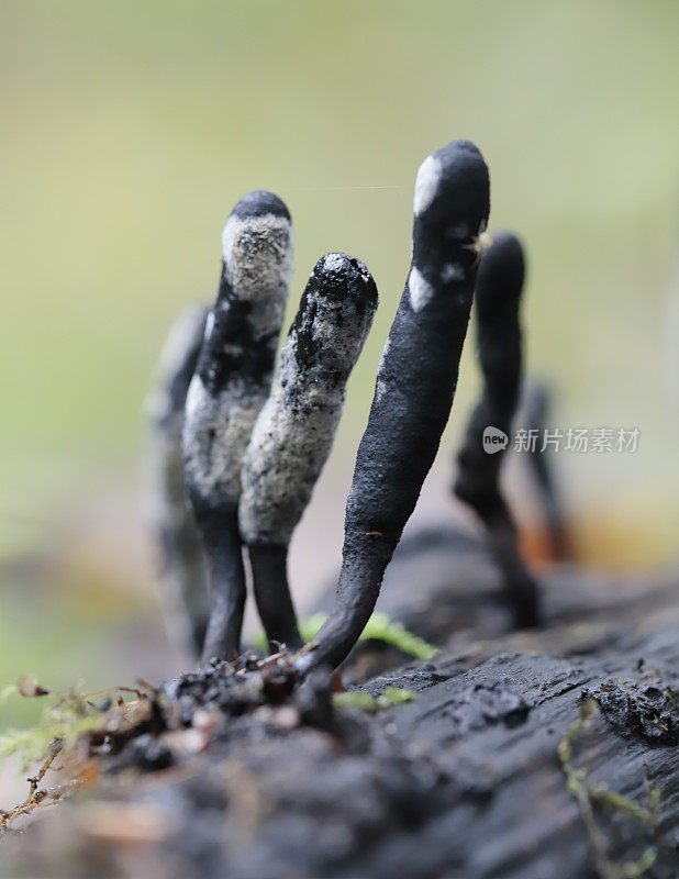 死人的手指(Xylaria polymorpha)